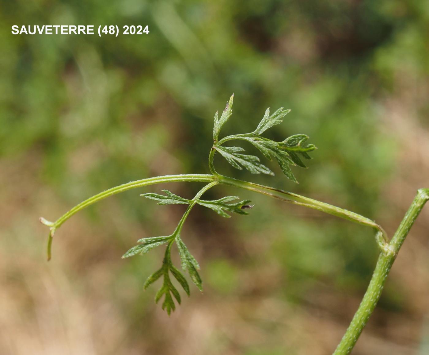 Burr Parsley, Common leaf